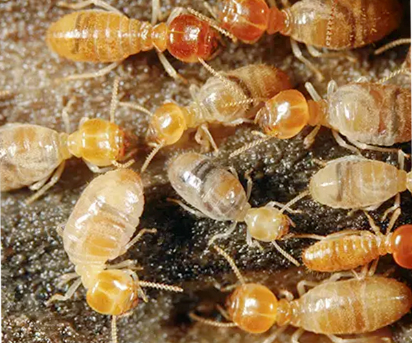 Anti-Termite (Deemak) 