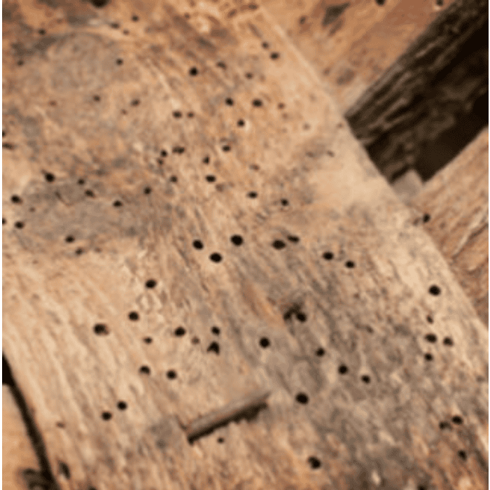 Wood Borer Treatment services