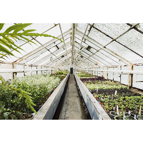 Greenhouse