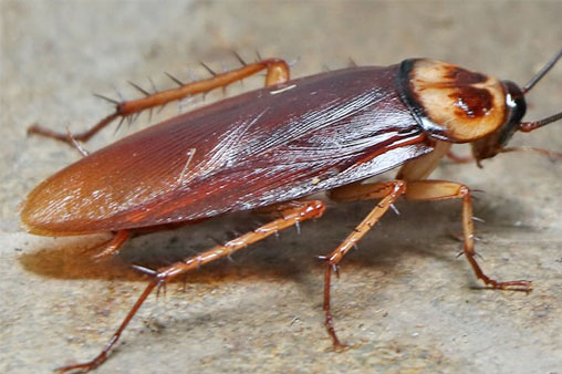 Cockroaches 