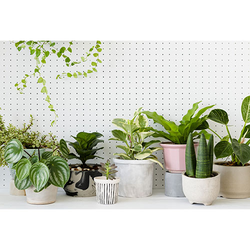 Plants