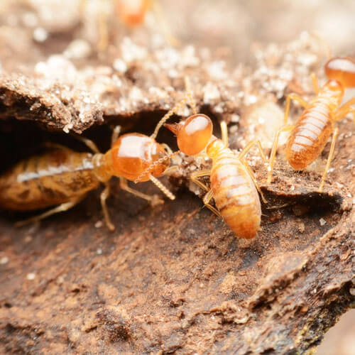 Termite Control