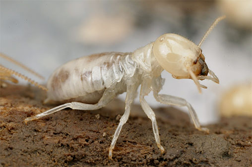 Termite 