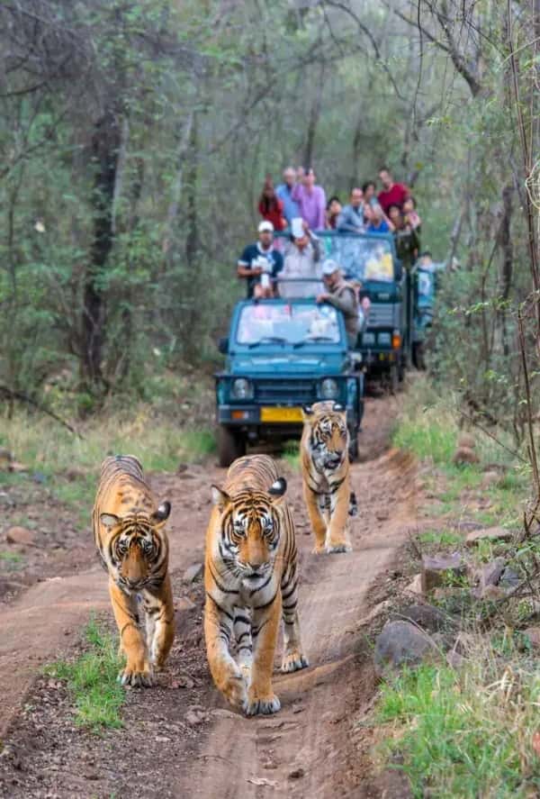 Adventure and Safari Zone