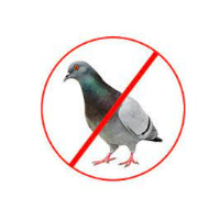 Bird Control Service