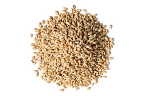 Hard red spring wheat
