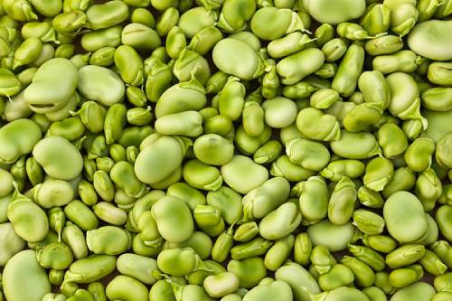 Lima Beans